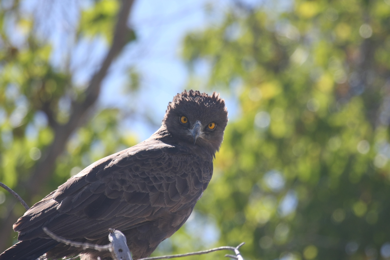[19328] 2016_06_28_05_01_16_Africa_Canon_EOS_40D_IMG__10382.jpg