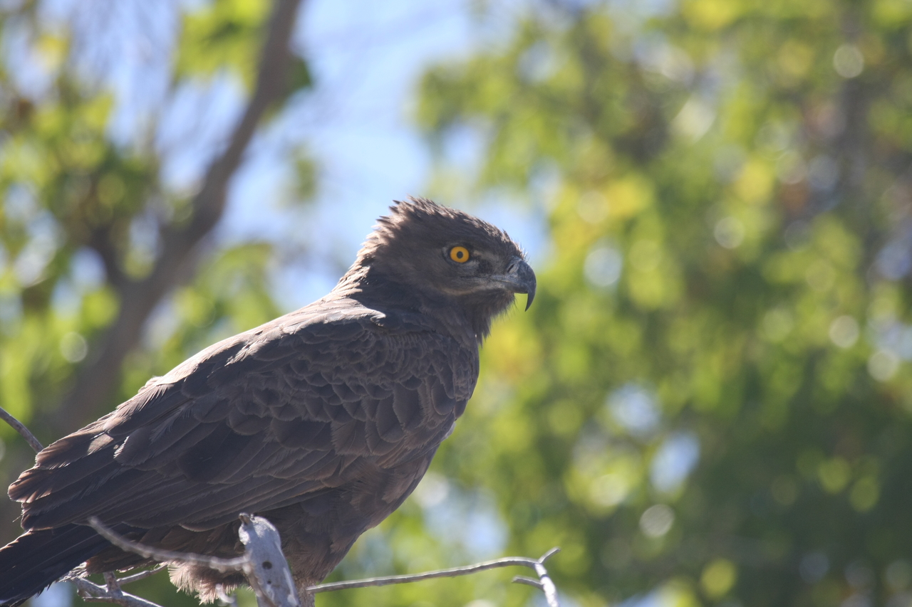 [19330] 2016_06_28_05_01_16_Africa_Canon_EOS_40D_IMG__10384.jpg