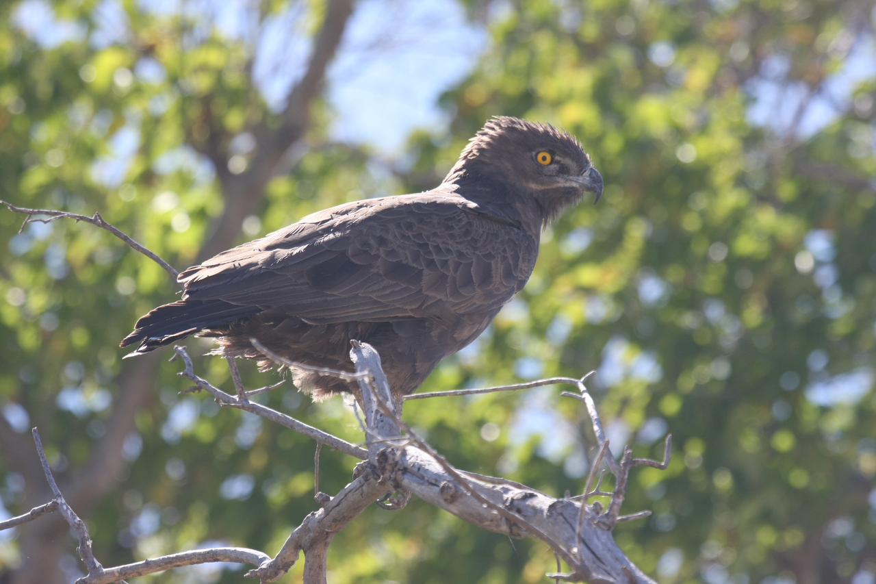 [19336] 2016_06_28_05_02_02_Africa_Canon_EOS_40D_IMG__02940.jpg