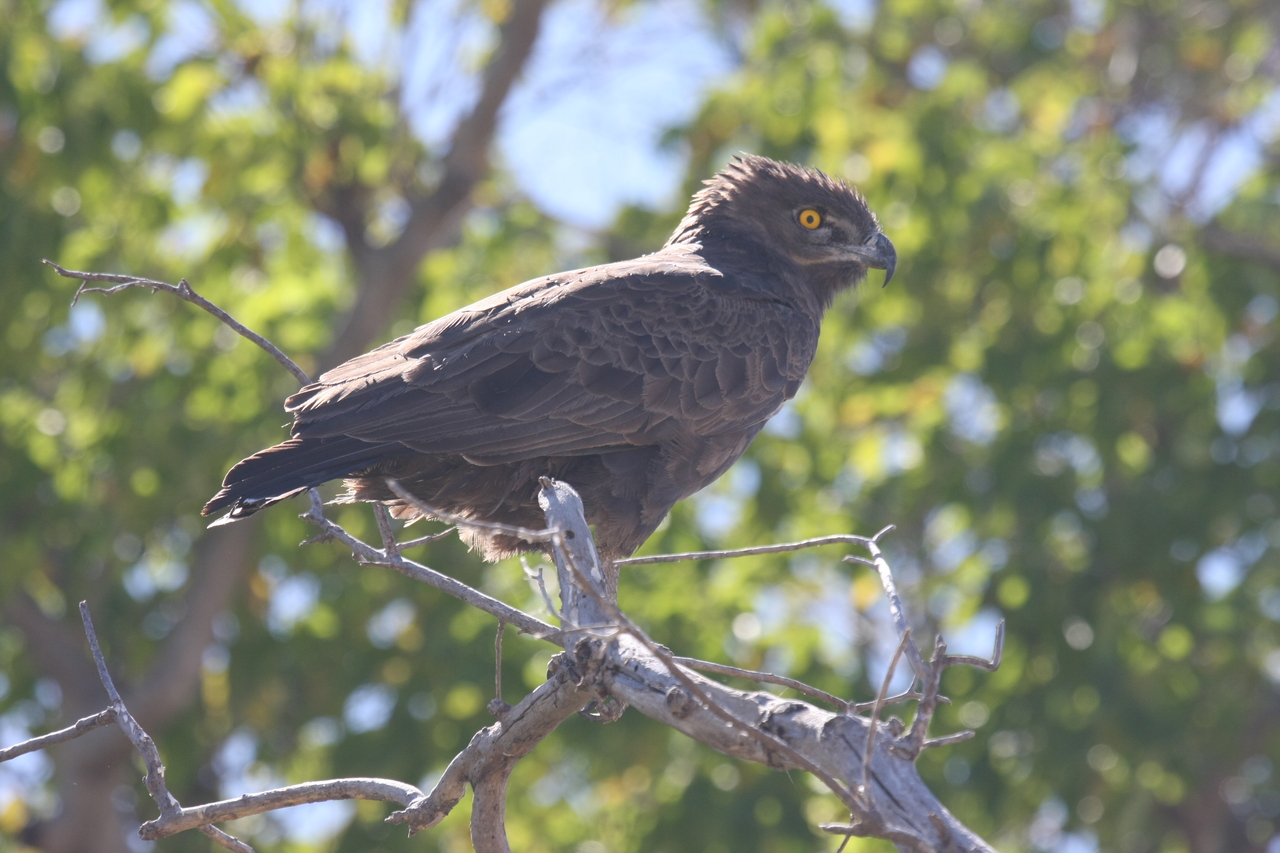 [19337] 2016_06_28_05_02_02_Africa_Canon_EOS_40D_IMG__10385.jpg