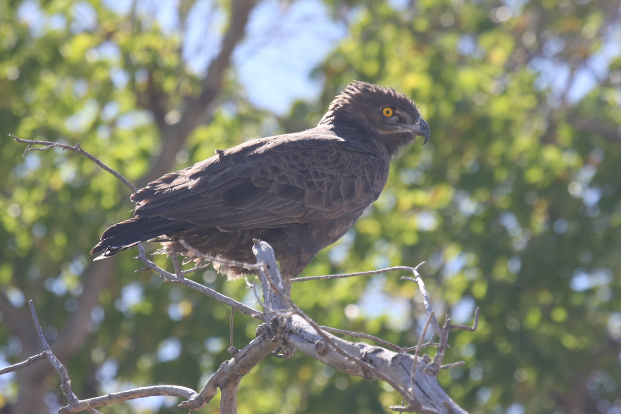 [19338] 2016_06_28_05_02_02_Africa_Canon_EOS_40D_IMG__10386.jpg