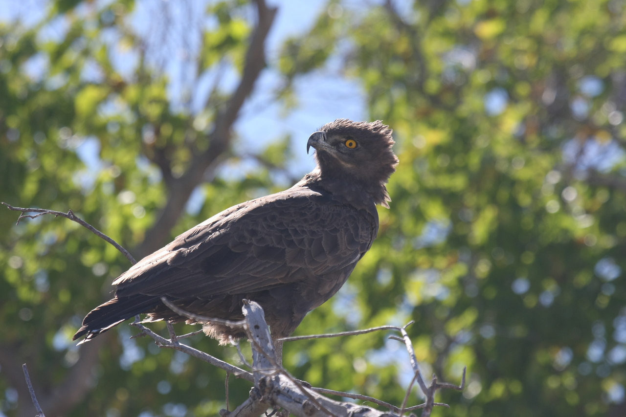 [19344] 2016_06_28_05_02_08_Africa_Canon_EOS_40D_IMG__02942.jpg