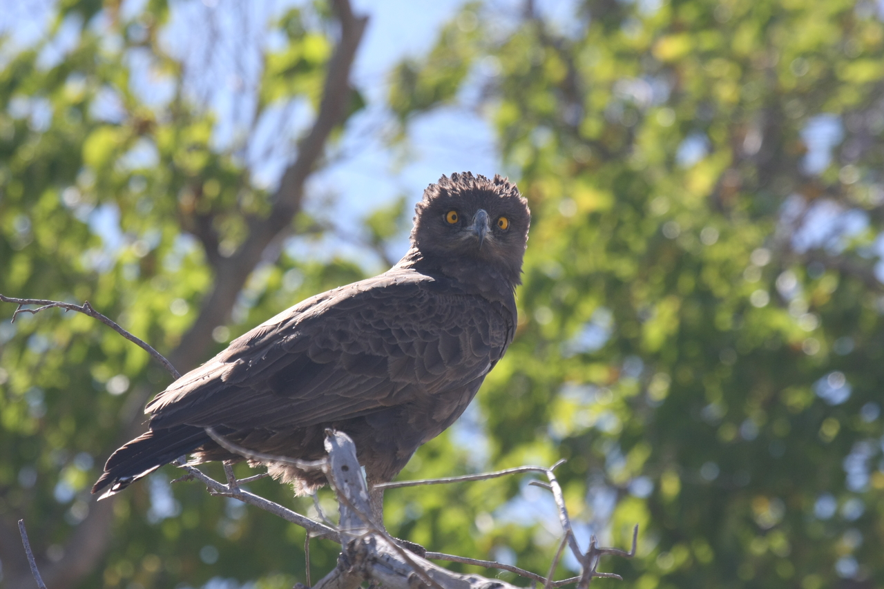 [19350] 2016_06_28_05_02_09_Africa_Canon_EOS_40D_IMG__02946.jpg
