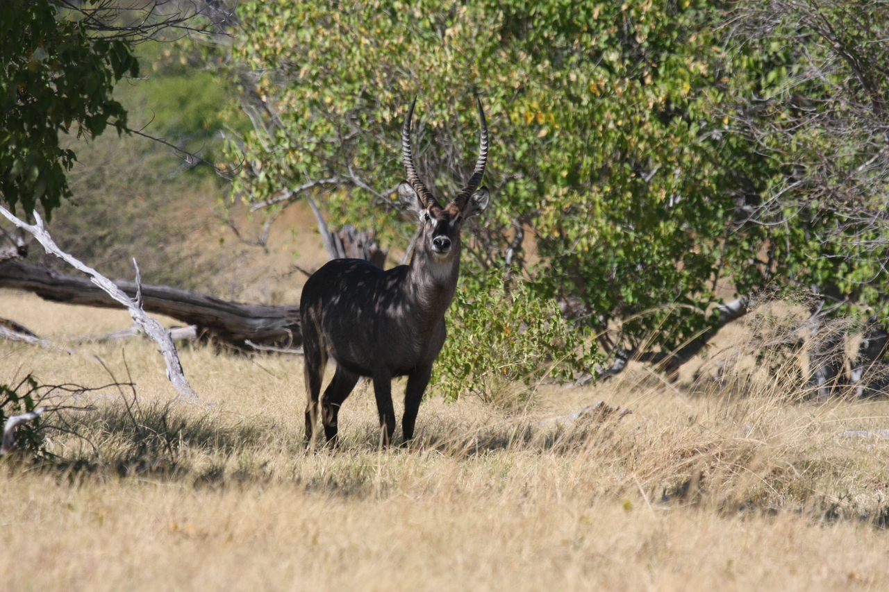 [19369] 2016_06_28_05_08_00_Africa_Canon_EOS_40D_IMG__10399.jpg