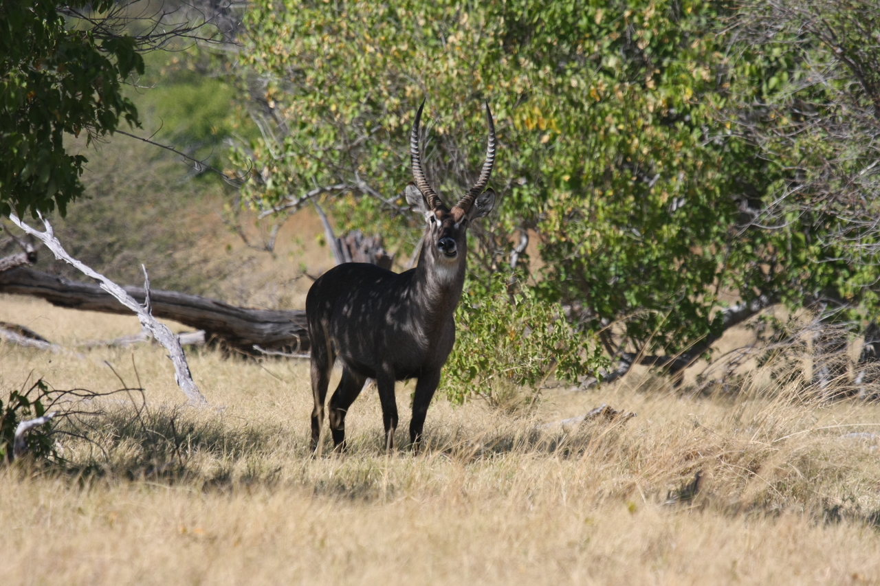 [19377] 2016_06_28_05_08_05_Africa_Canon_EOS_40D_IMG__10401.jpg