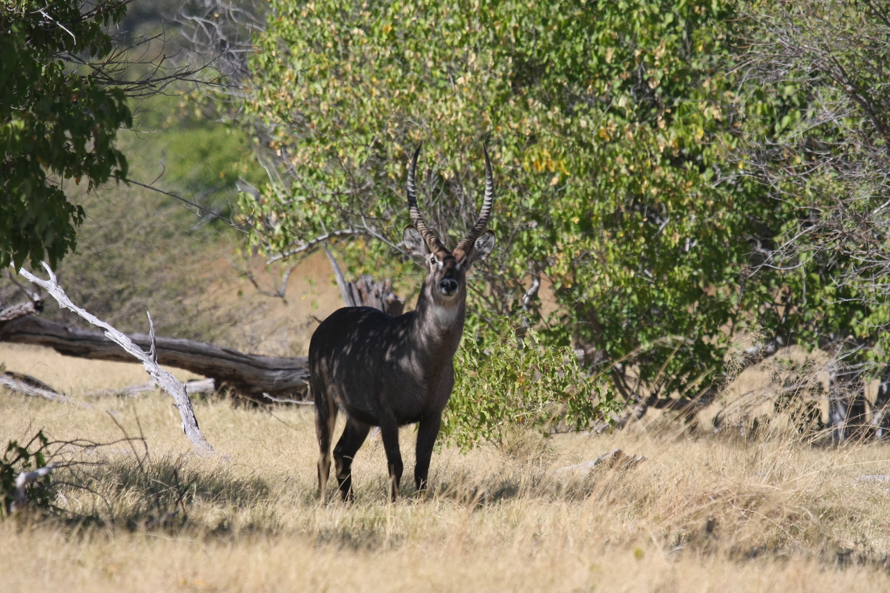 [19390] 2016_06_28_05_08_21_Africa_Canon_EOS_40D_IMG__00575.jpg