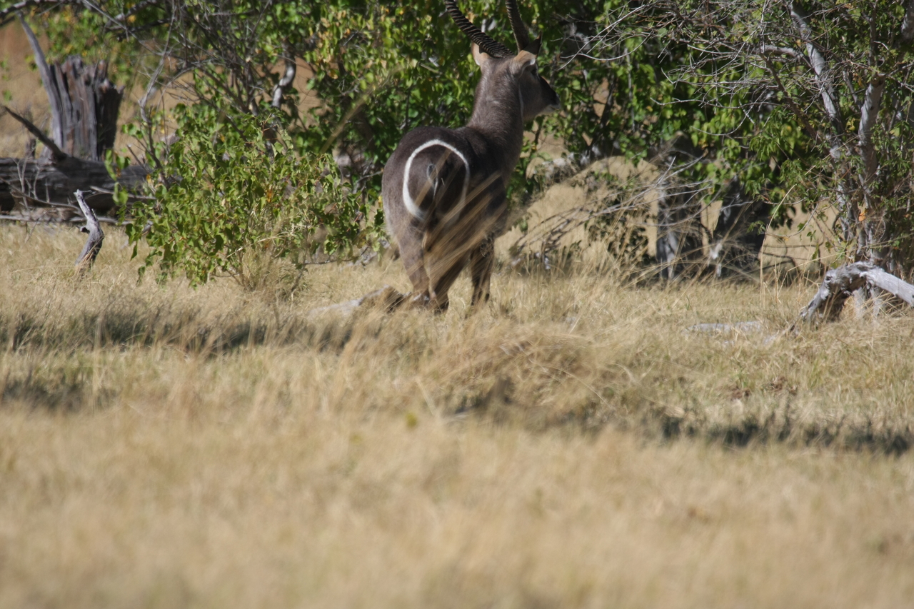 [19455] 2016_06_28_05_10_39_Africa_Canon_EOS_40D_IMG__02984.jpg