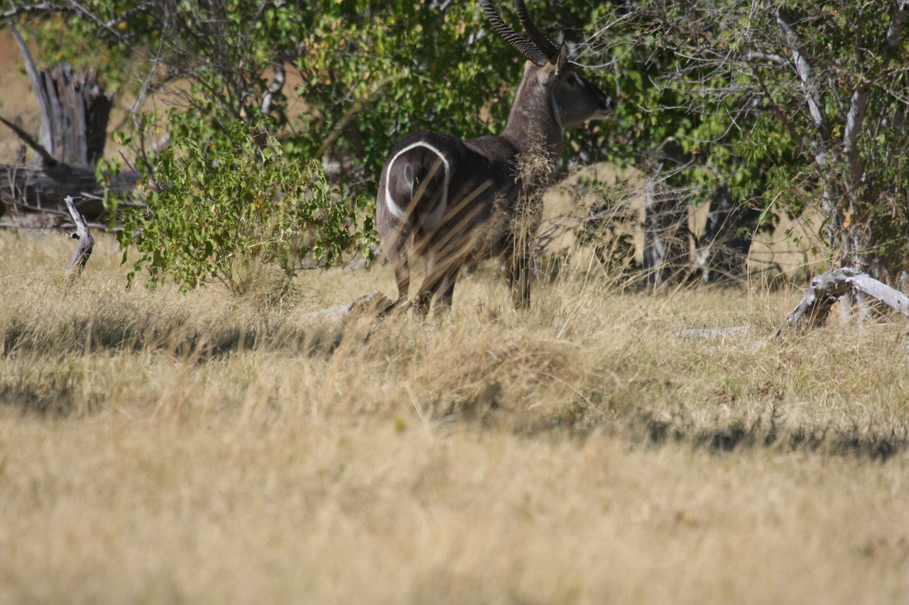 [19456] 2016_06_28_05_10_39_Africa_Canon_EOS_40D_IMG__02985.jpg