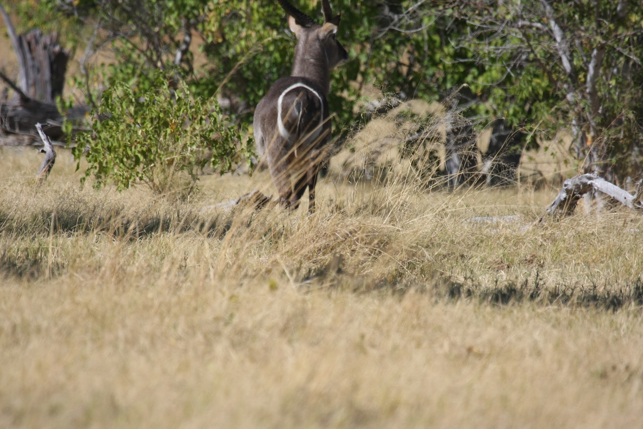 [19457] 2016_06_28_05_10_39_Africa_Canon_EOS_40D_IMG__10430.jpg