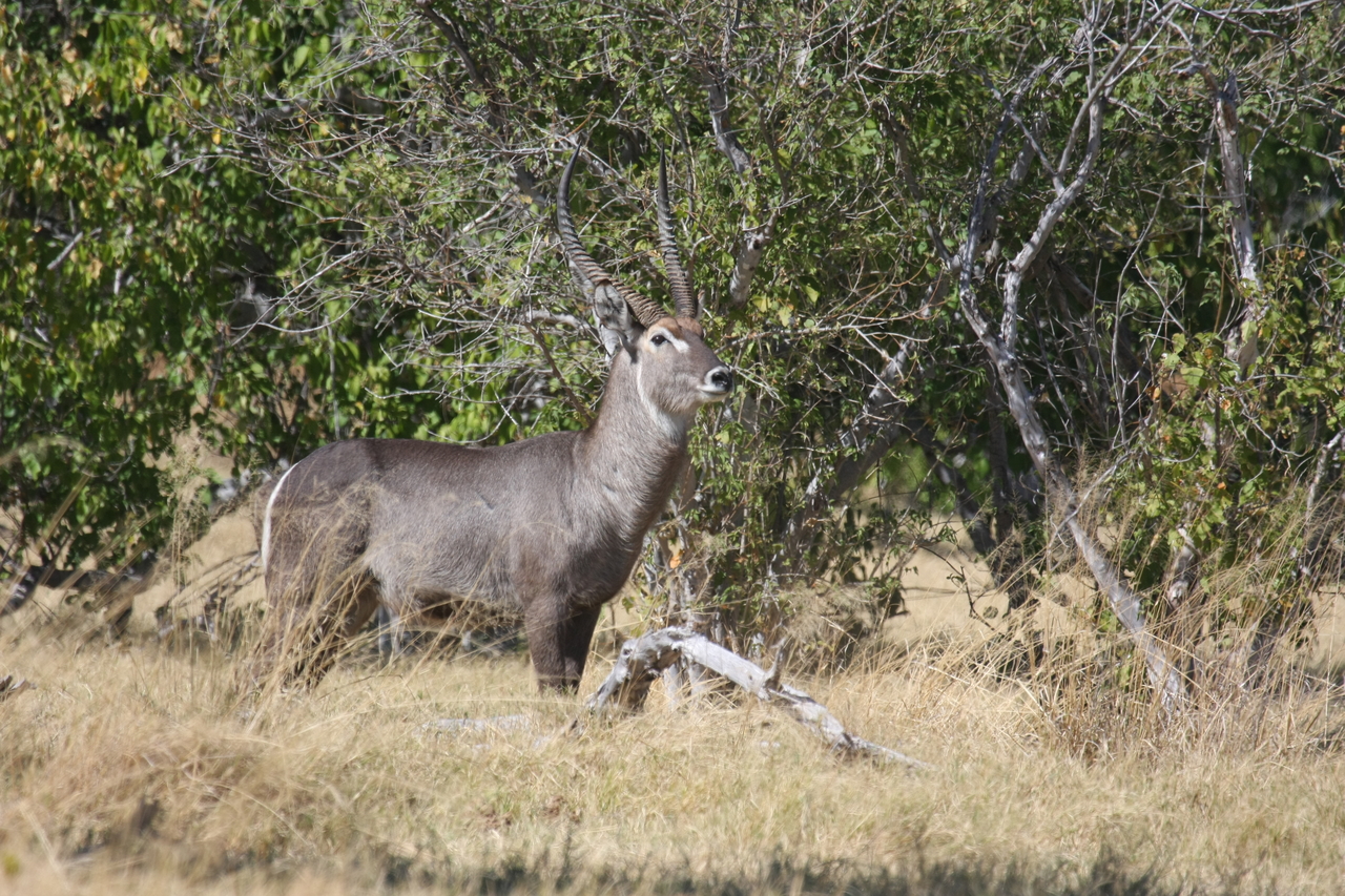 [19483] 2016_06_28_05_10_47_Africa_Canon_EOS_40D_IMG__02995.jpg
