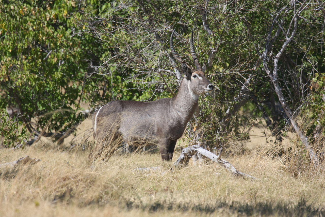[19494] 2016_06_28_05_11_06_Africa_Canon_EOS_40D_IMG__10444.jpg