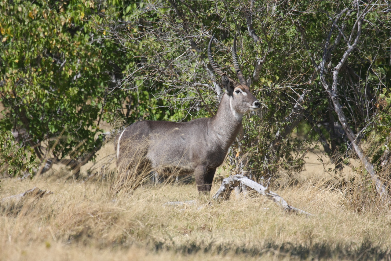 [19495] 2016_06_28_05_11_06_Africa_Canon_EOS_40D_IMG__10445.jpg