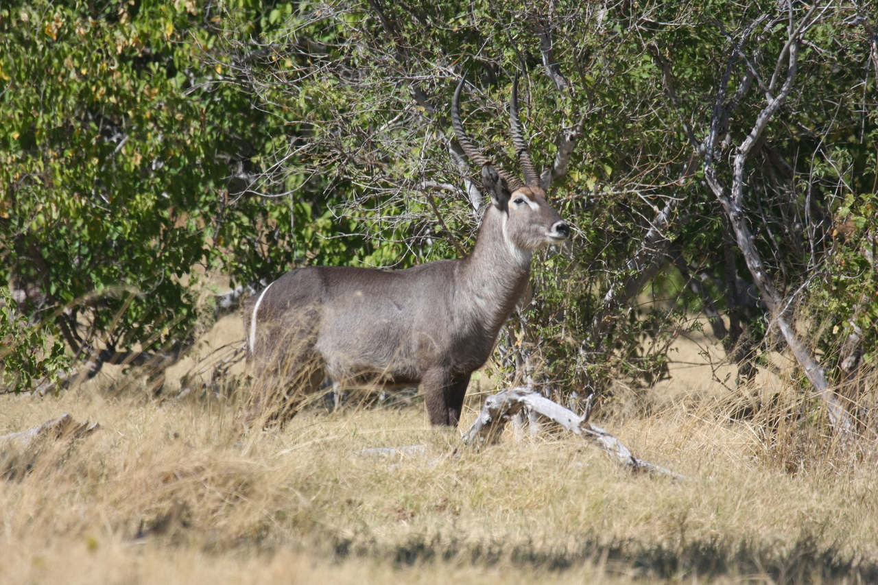 [19500] 2016_06_28_05_11_08_Africa_Canon_EOS_40D_IMG__03001.jpg