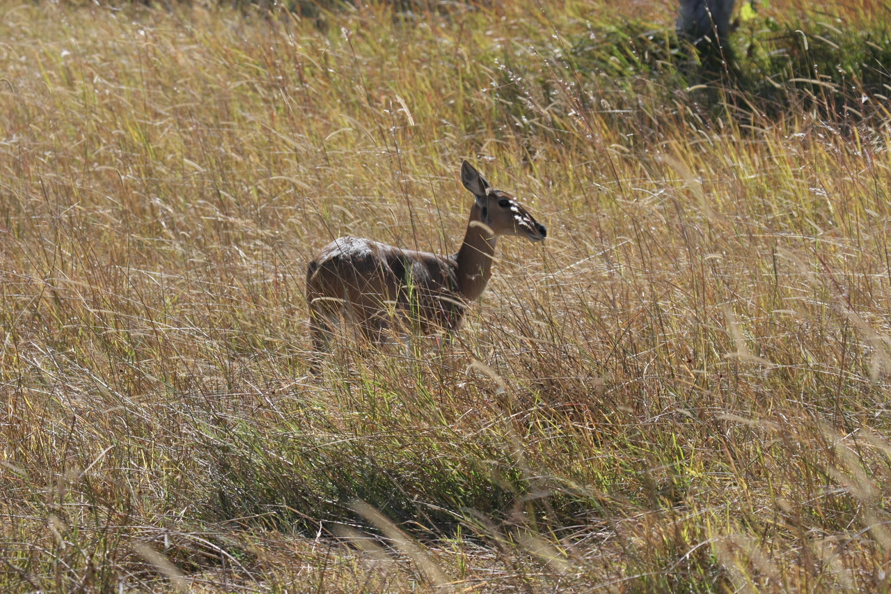 [19533] 2016_06_28_05_18_53_Africa_Canon_EOS_40D_IMG__10459.jpg