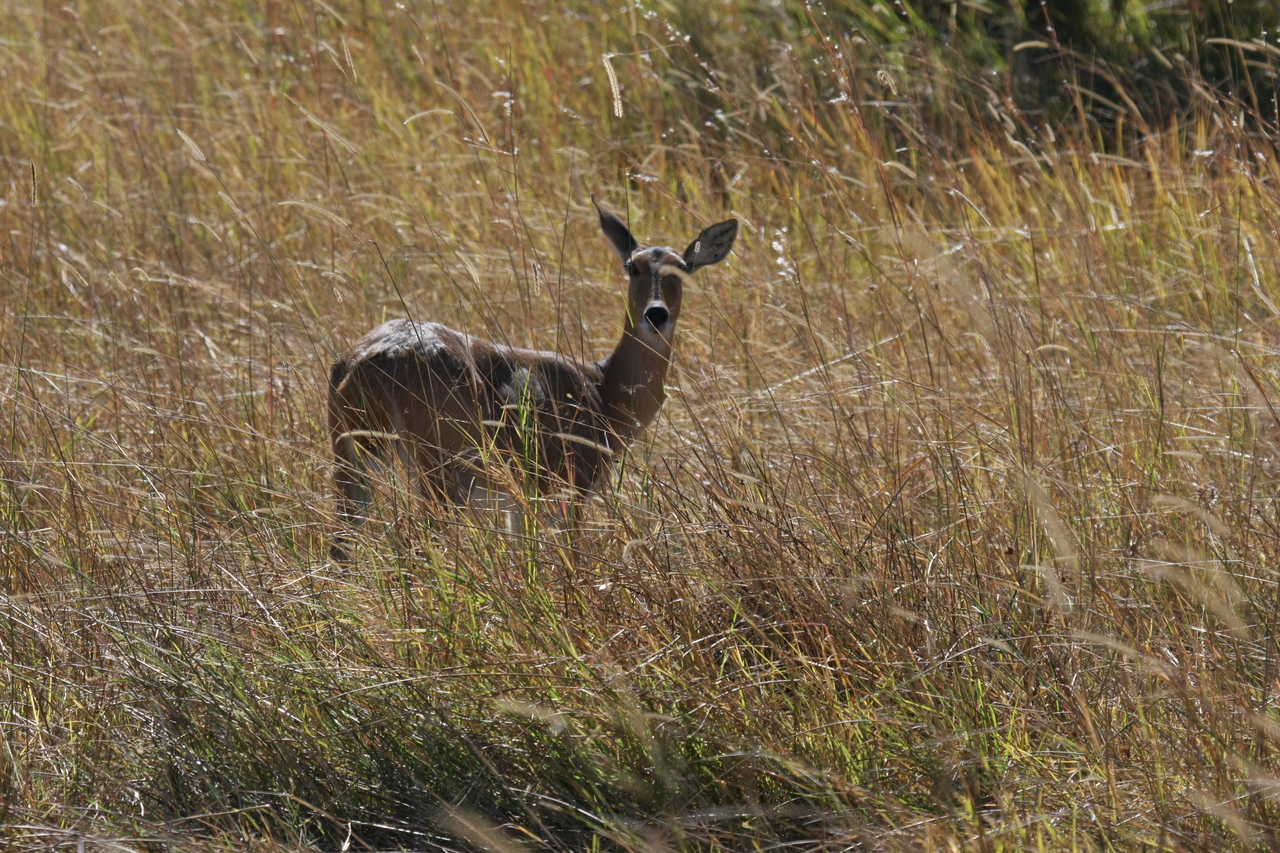 [19545] 2016_06_28_05_19_02_Africa_Canon_EOS_40D_IMG__03017.jpg