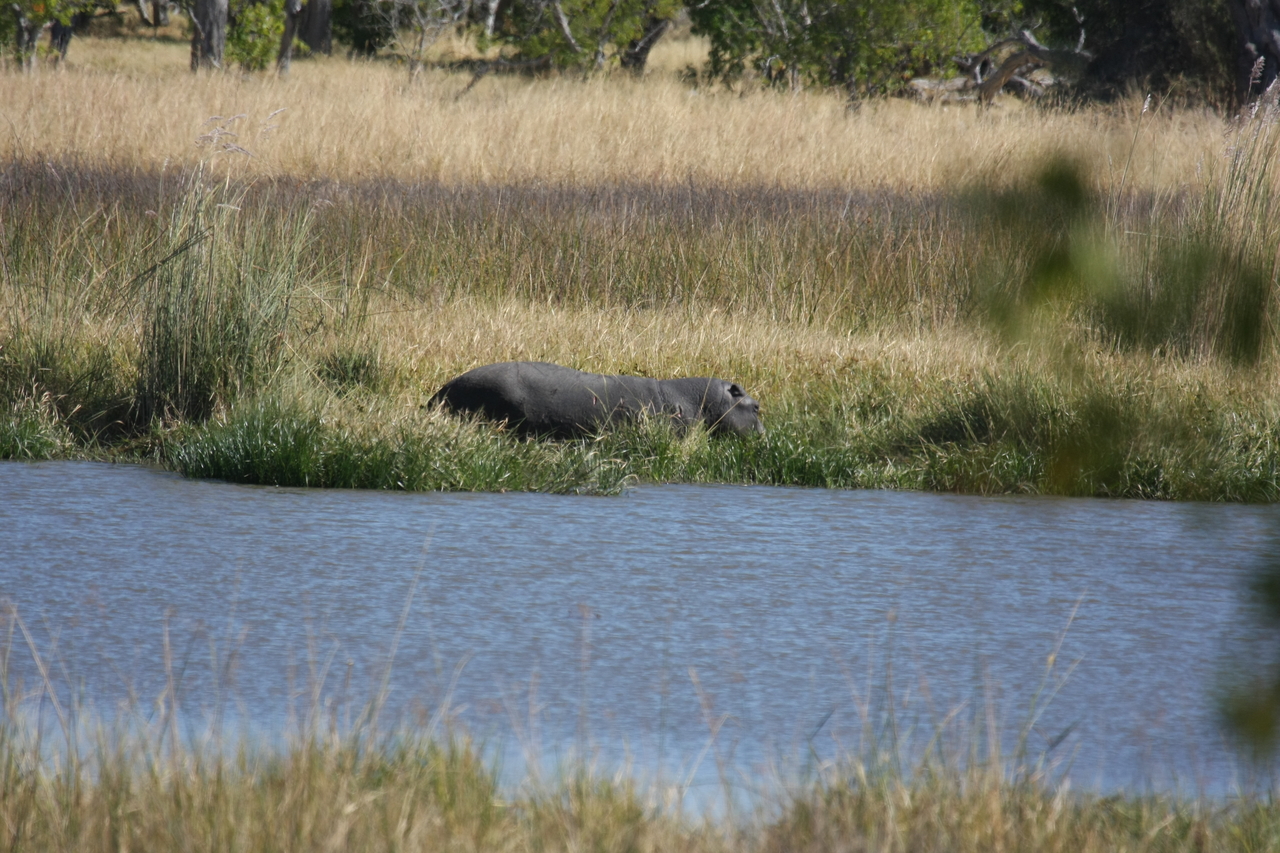 [19572] 2016_06_28_05_23_39_Africa_Canon_EOS_40D_IMG__10473.jpg