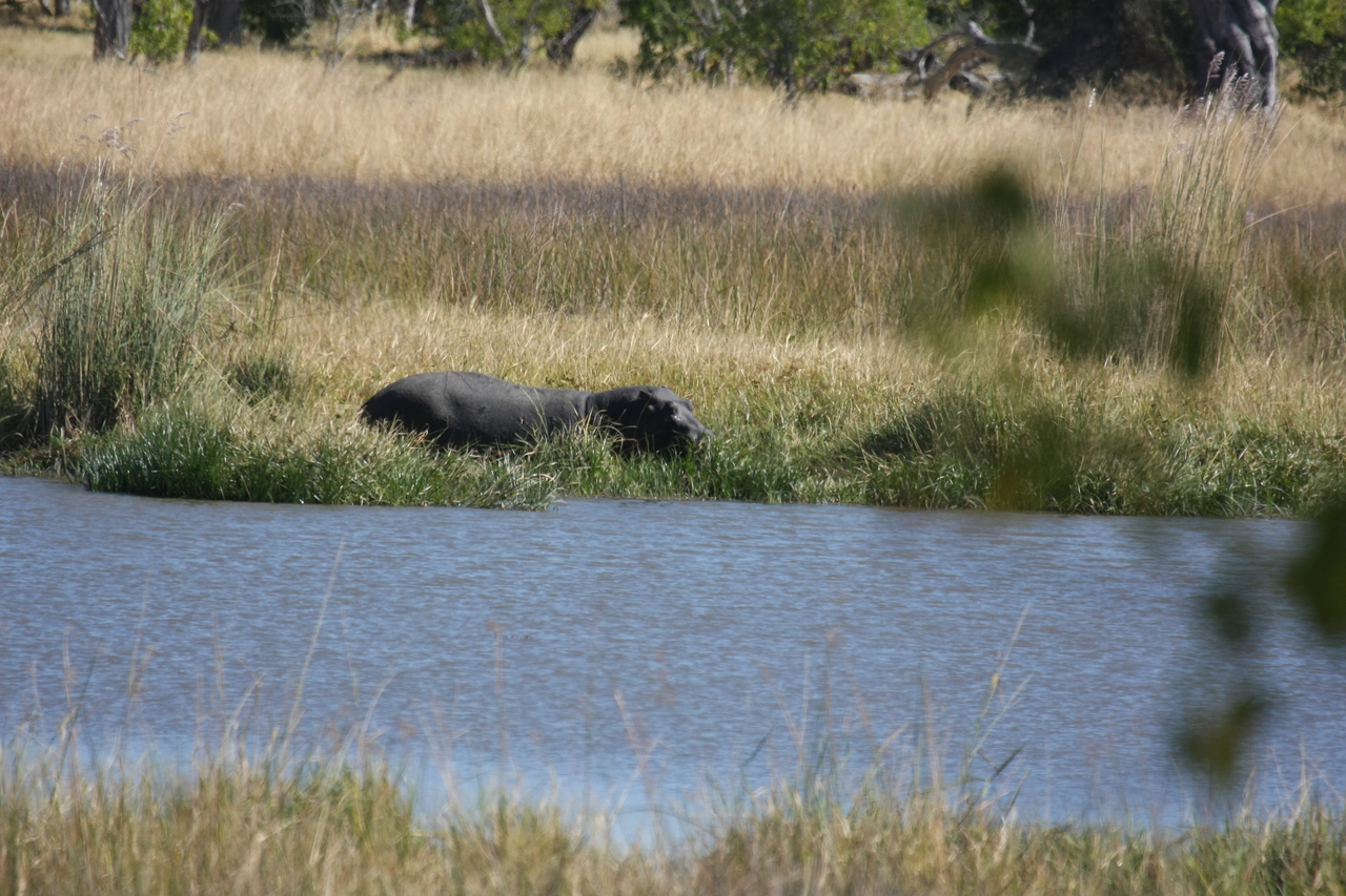 [19584] 2016_06_28_05_23_42_Africa_Canon_EOS_40D_IMG__10477.jpg