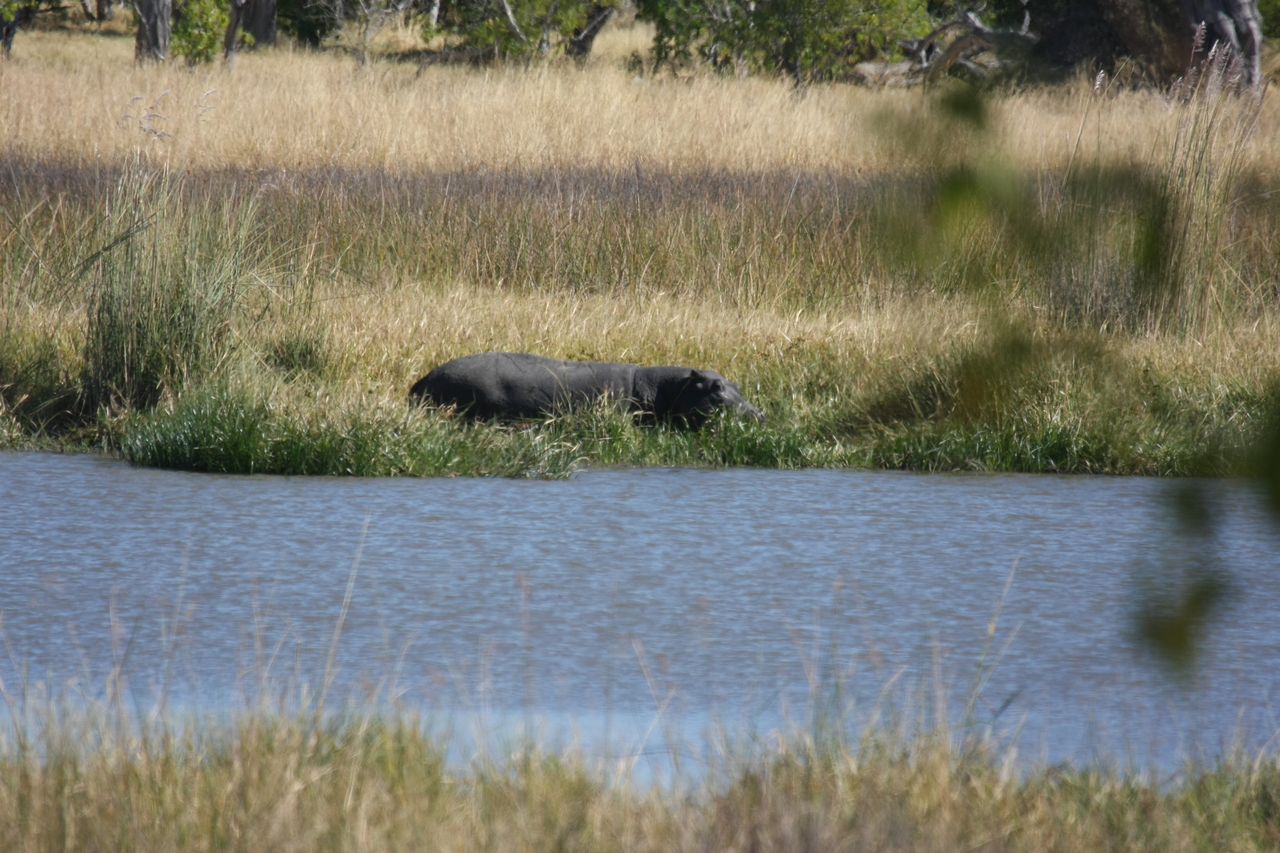 [19614] 2016_06_28_05_24_04_Africa_Canon_EOS_40D_IMG__10488.jpg