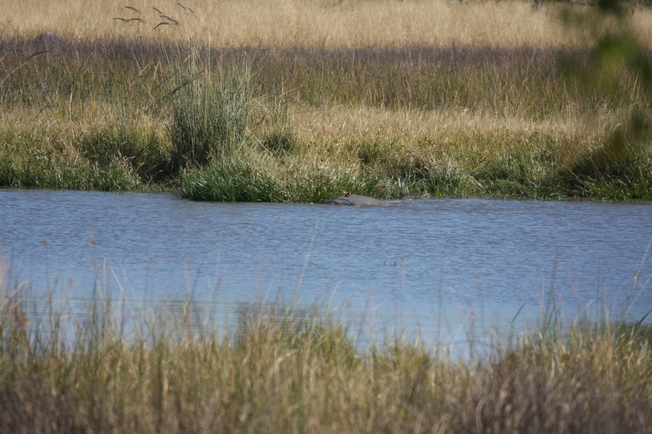 [19663] 2016_06_28_05_27_03_Africa_Canon_EOS_40D_IMG__10508.jpg