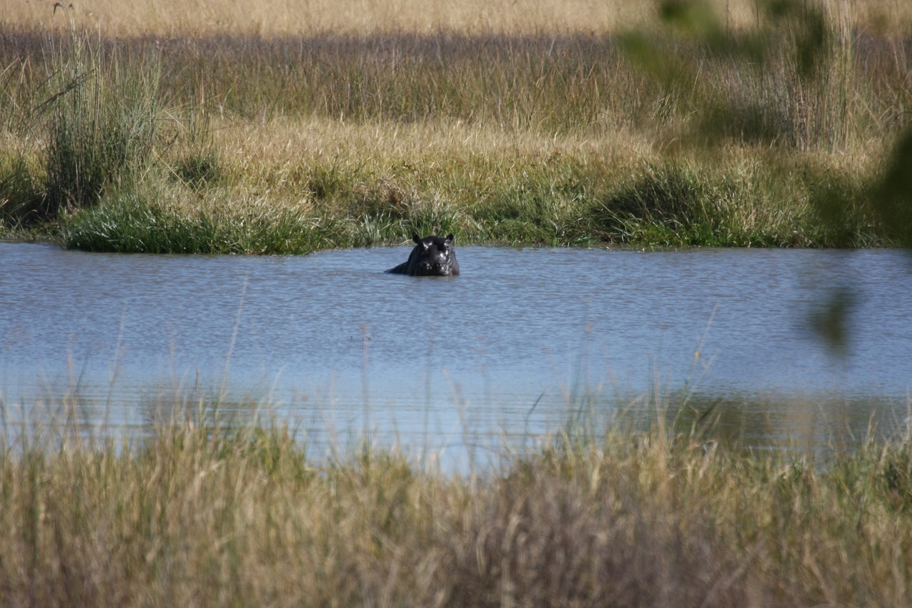 [19673] 2016_06_28_05_27_25_Africa_Canon_EOS_40D_IMG__00678.jpg