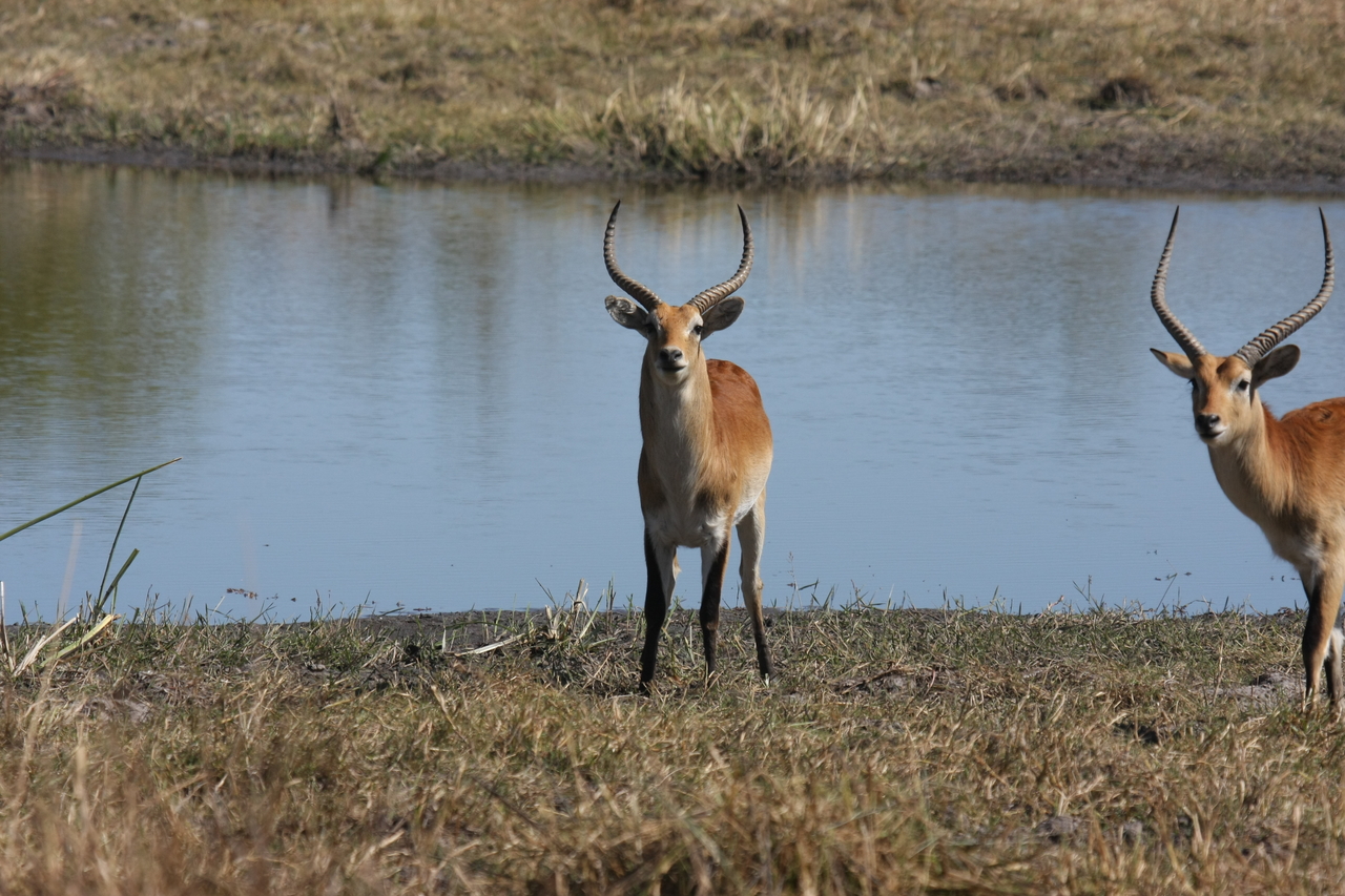 [19695] 2016_06_28_05_31_45_Africa_Canon_EOS_40D_IMG__10519.jpg