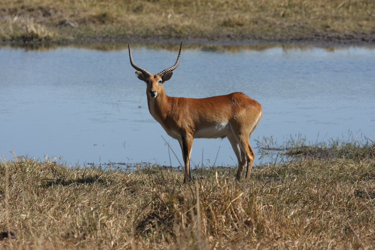 [19702] 2016_06_28_05_31_49_Africa_Canon_EOS_40D_IMG__10522.jpg