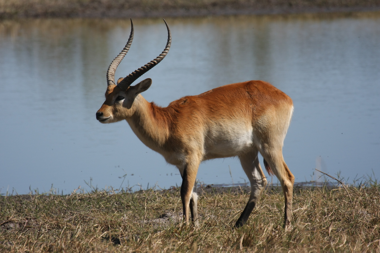 [19709] 2016_06_28_05_32_09_Africa_Canon_EOS_40D_IMG__00692.jpg