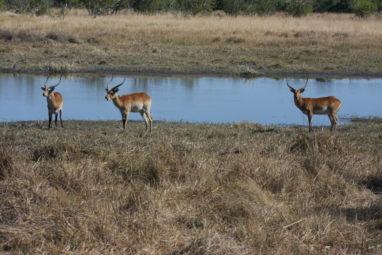[19719] 2016_06_28_05_32_35_Africa_Canon_EOS_40D_IMG__00696.jpg