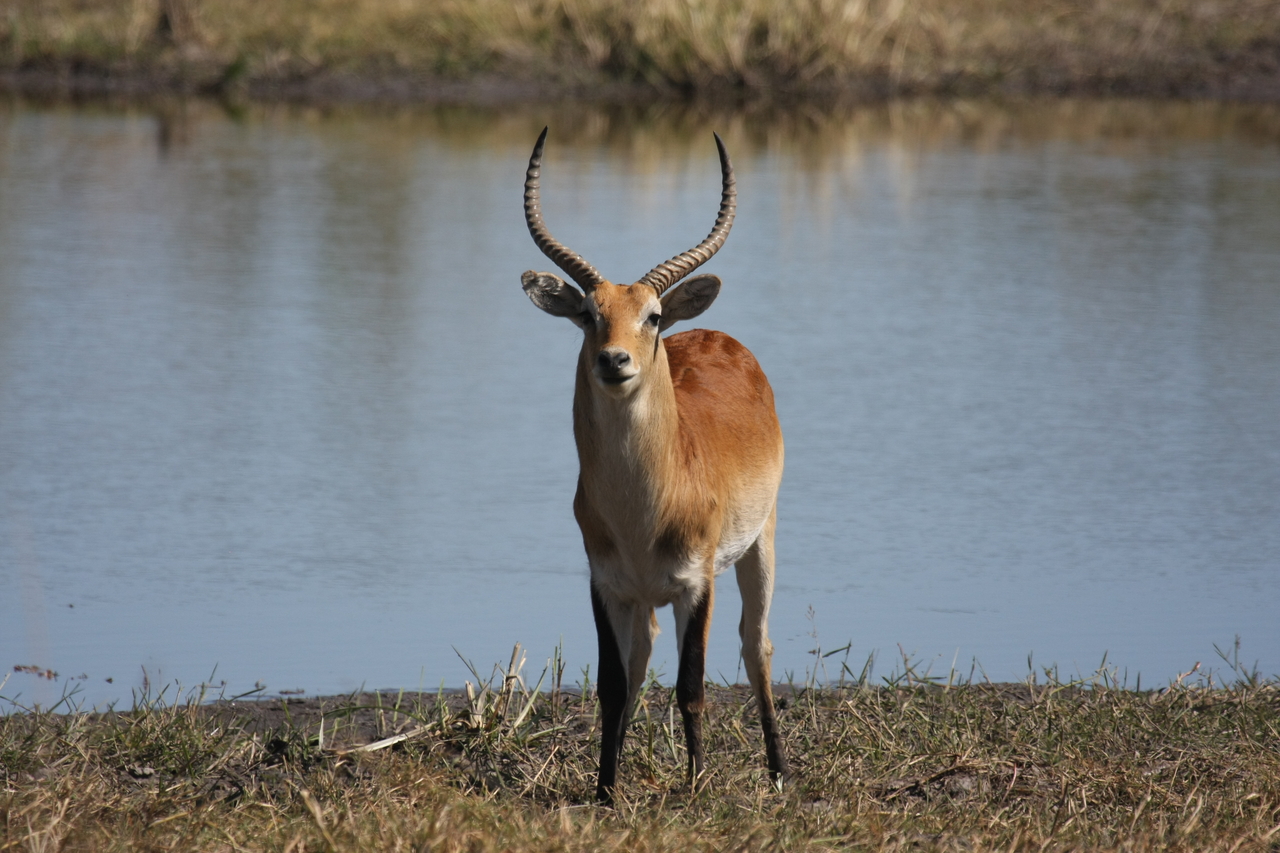 [19770] 2016_06_28_05_33_33_Africa_Canon_EOS_40D_IMG__10546.jpg