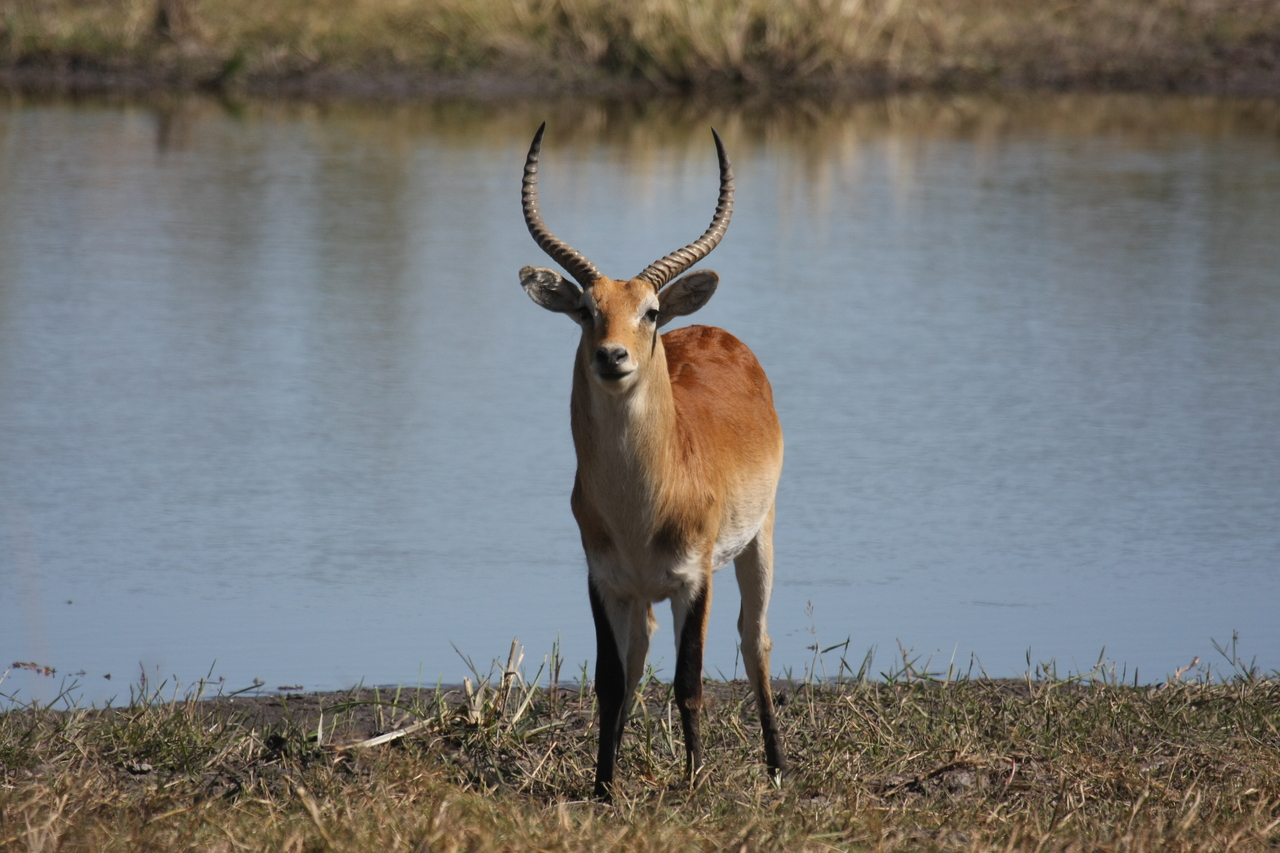 [19772] 2016_06_28_05_33_34_Africa_Canon_EOS_40D_IMG__00715.jpg