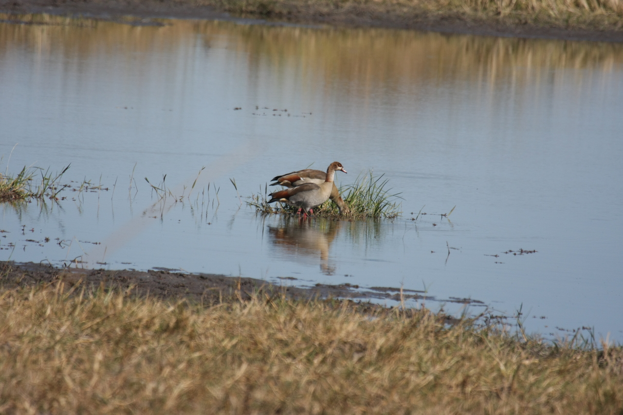 [19792] 2016_06_28_05_34_03_Africa_Canon_EOS_40D_IMG__10555.jpg