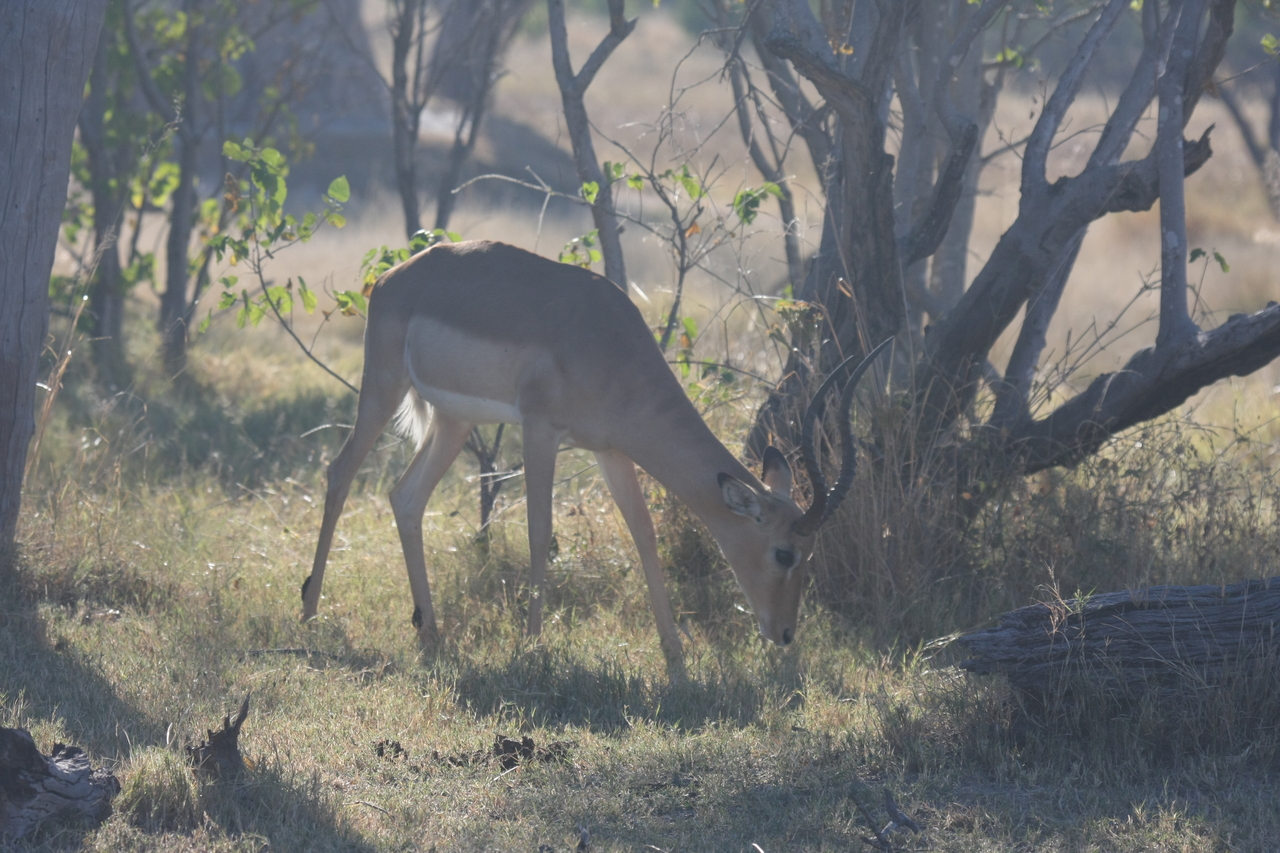 [19987] 2016_06_28_10_22_39_Africa_Canon_EOS_40D_IMG__00729.jpg