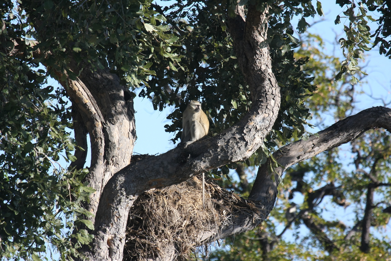 [20000] 2016_06_28_10_28_11_Africa_Canon_EOS_40D_IMG__03119.jpg