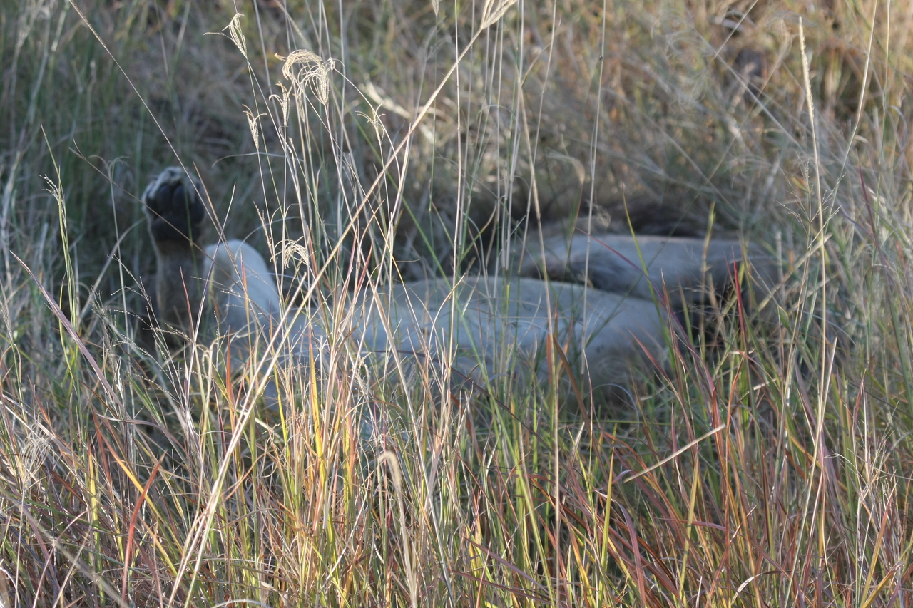 [20039] 2016_06_28_10_49_18_Africa_Canon_EOS_40D_IMG__00742.jpg