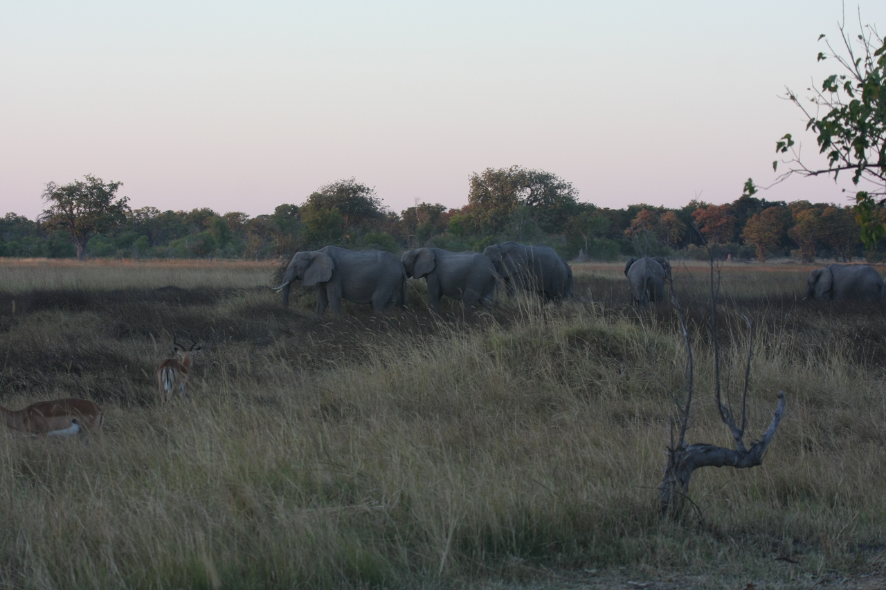 [20125] 2016_06_28_11_52_42_Africa_Canon_EOS_40D_IMG__00756.jpg