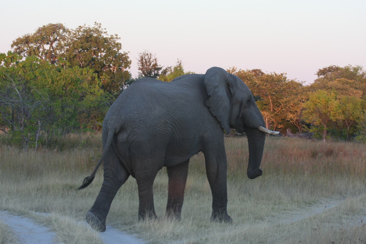 [20133] 2016_06_28_11_52_52_Africa_Canon_EOS_40D_IMG__00759.jpg