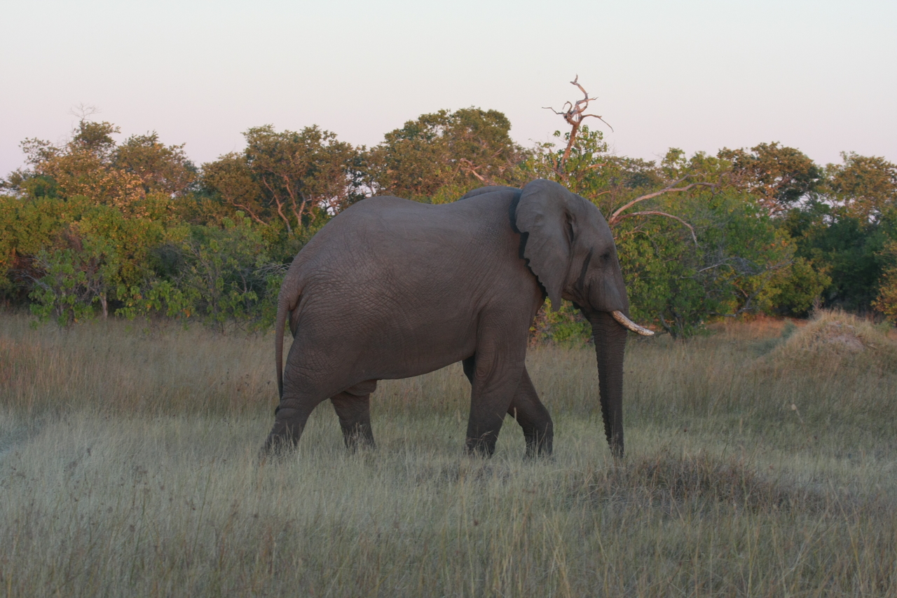 [20141] 2016_06_28_11_53_01_Africa_Canon_EOS_40D_IMG__10595.jpg