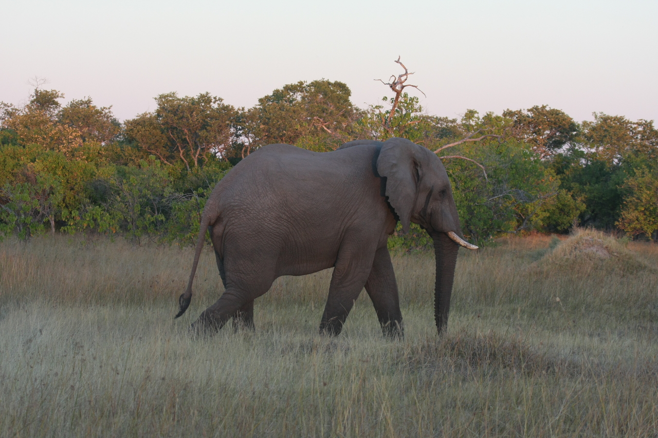[20142] 2016_06_28_11_53_02_Africa_Canon_EOS_40D_IMG__00762.jpg