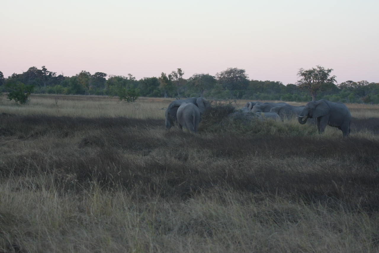 [20183] 2016_06_28_11_54_19_Africa_Canon_EOS_40D_IMG__10610.jpg
