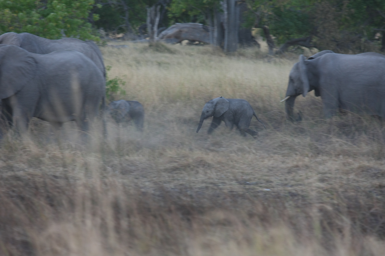 [20225] 2016_06_28_11_55_51_Africa_Canon_EOS_40D_IMG__00788.jpg