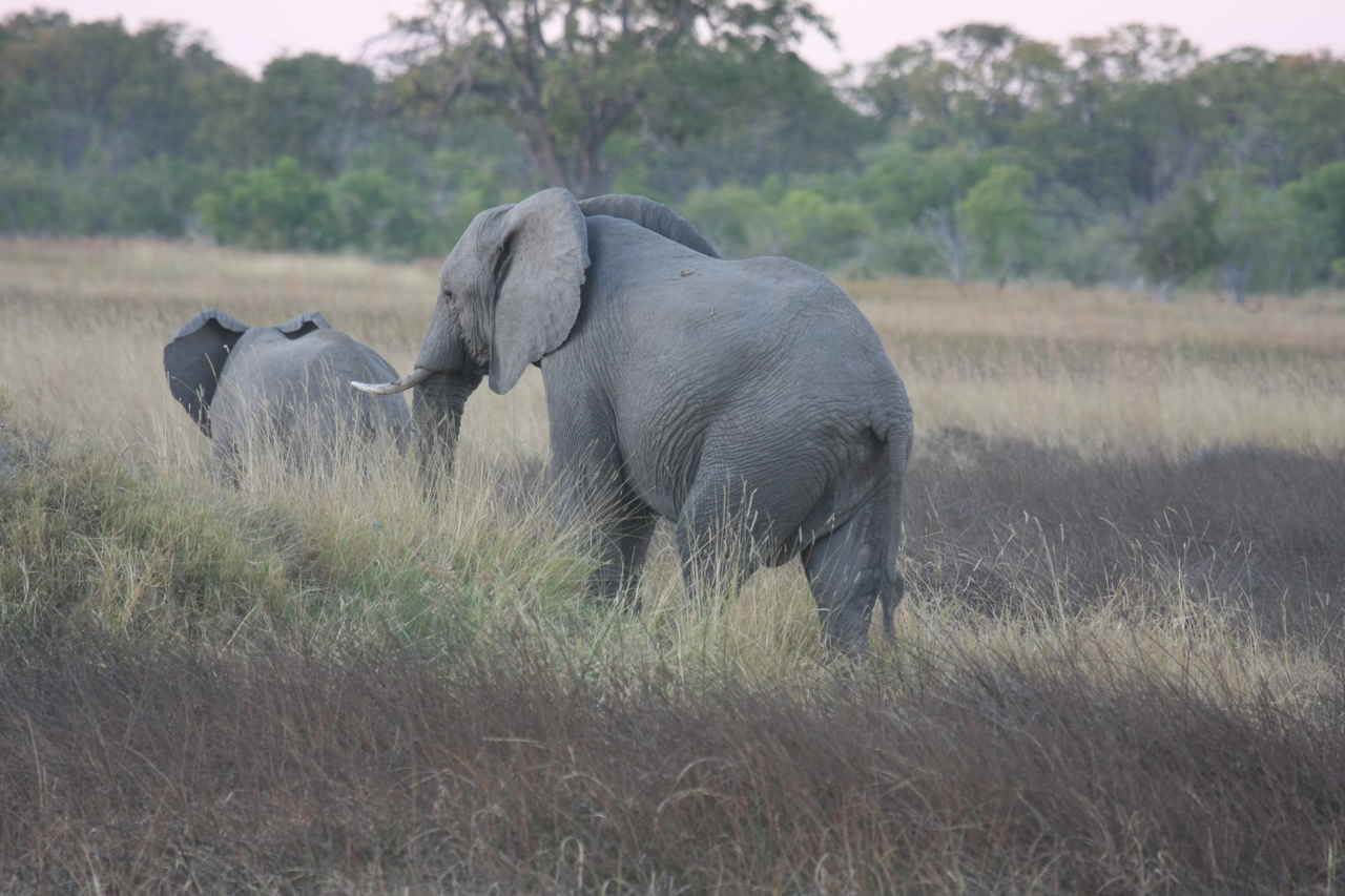 [20246] 2016_06_28_11_56_20_Africa_Canon_EOS_40D_IMG__10628.jpg