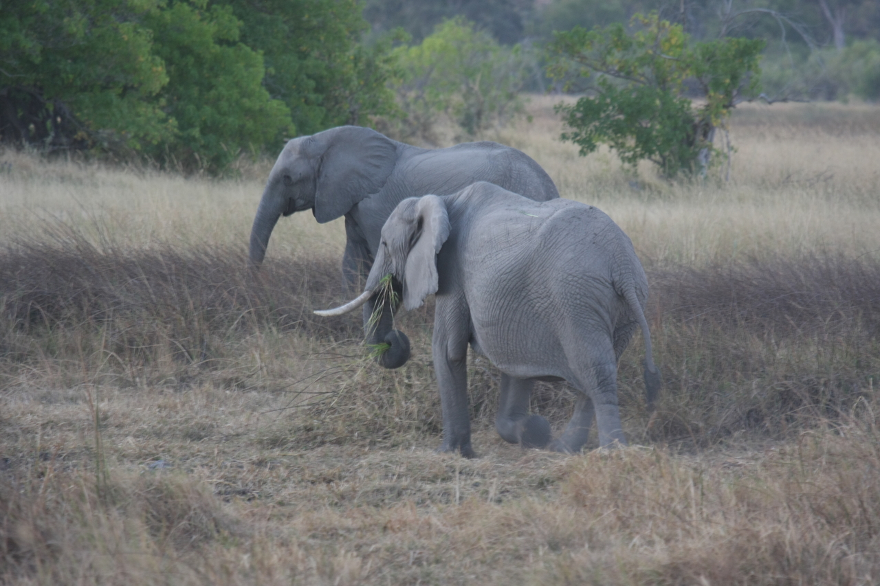 [20254] 2016_06_28_11_56_33_Africa_Canon_EOS_40D_IMG__00798.jpg