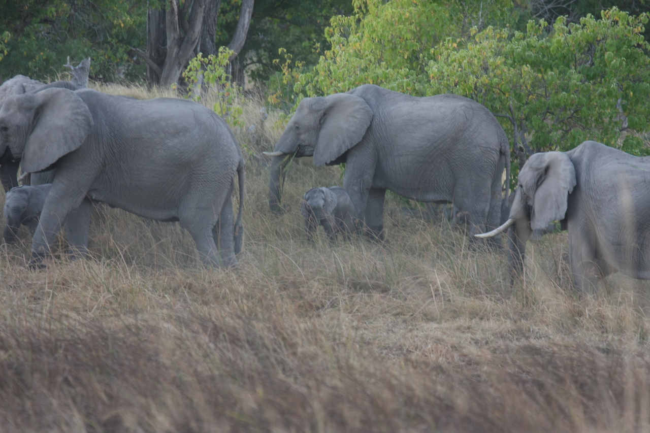 [20280] 2016_06_28_11_57_08_Africa_Canon_EOS_40D_IMG__00809.jpg
