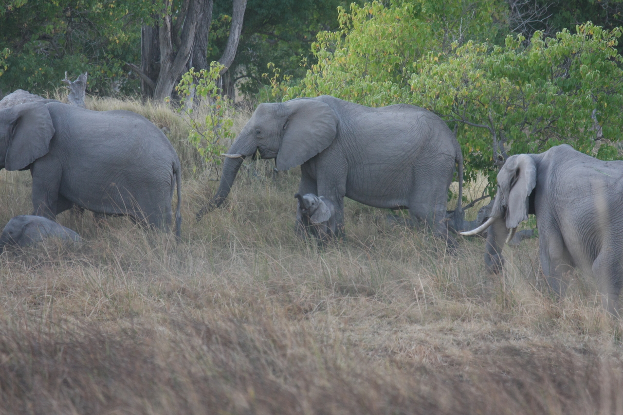 [20292] 2016_06_28_11_57_20_Africa_Canon_EOS_40D_IMG__03199.jpg