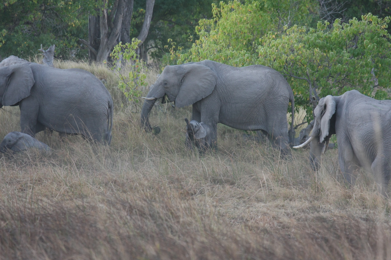 [20294] 2016_06_28_11_57_20_Africa_Canon_EOS_40D_IMG__10645.jpg