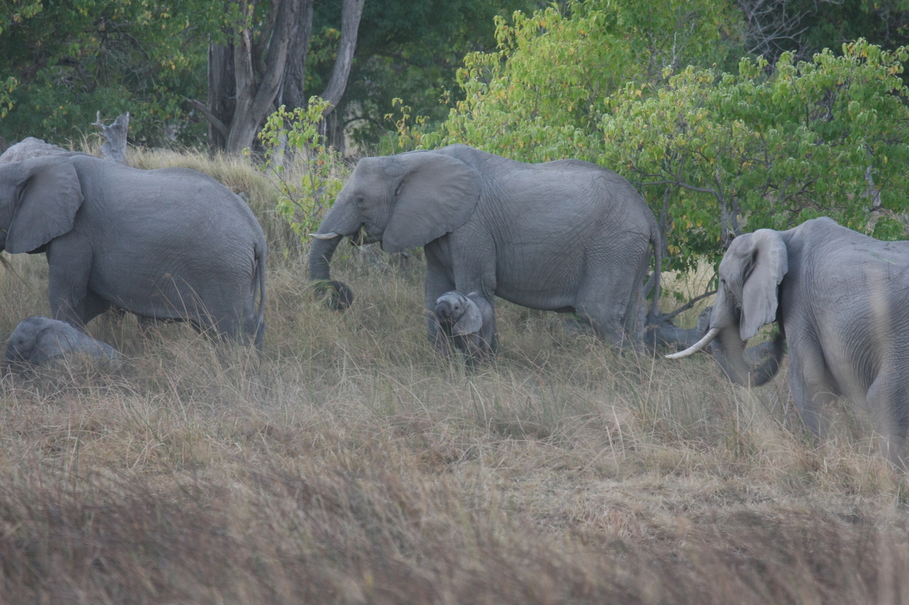 [20298] 2016_06_28_11_57_21_Africa_Canon_EOS_40D_IMG__00816.jpg
