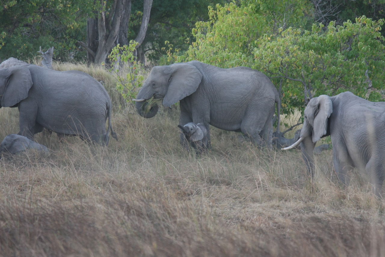 [20303] 2016_06_28_11_57_21_Africa_Canon_EOS_40D_IMG__10649.jpg