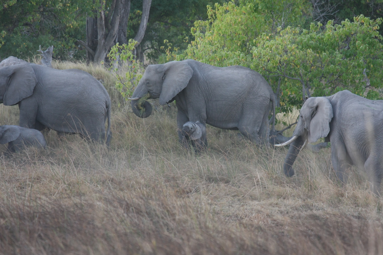 [20307] 2016_06_28_11_57_22_Africa_Canon_EOS_40D_IMG__10651.jpg