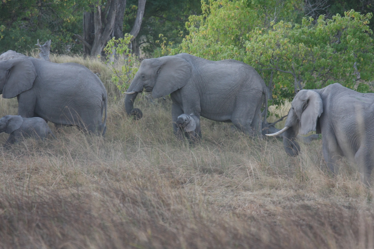 [20312] 2016_06_28_11_57_23_Africa_Canon_EOS_40D_IMG__10652.jpg