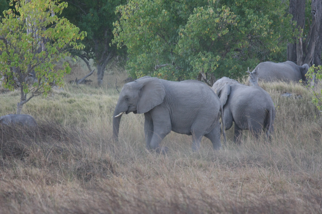 [20326] 2016_06_28_11_57_38_Africa_Canon_EOS_40D_IMG__00825.jpg